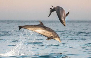 Pearl Coast - Modern 2BR with Rooftop Pool & Views - Foto 47