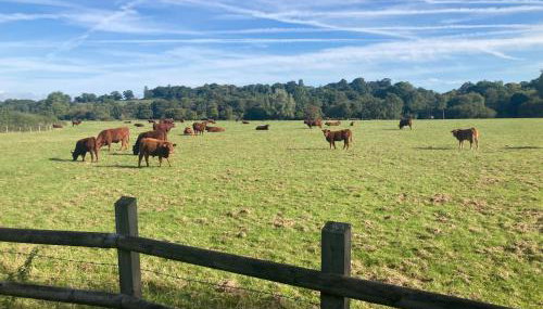 Littlewood Cabin - Foto 3, Garden view