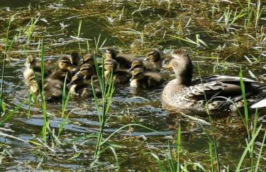 Chalet - gîte avec étang - Foto 12