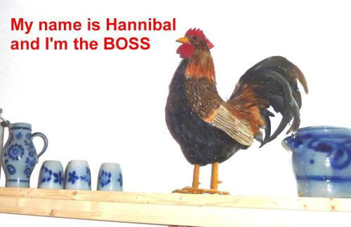 Mühlenteich in der Oldenstädter Wassermühle - Foto 14