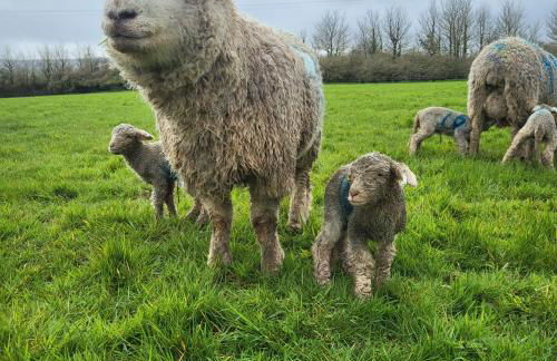 Beautiful One Bed Studio Flat - Dog Friendly - Foto 12