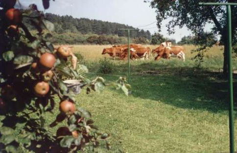 Gästehaus Heintz - Photo 26
