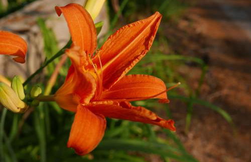 Cascina Tornara, ritorno alle origini monferrine - Foto 42