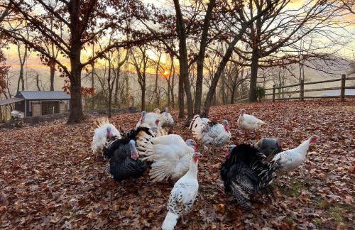 Guest House at Firefly Ridge - Foto 18