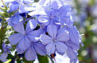 Masseria Torca - Isca - Foto 44