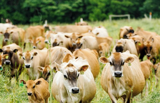 The Cabins at Reverence Farms by Sagra - Foto 8