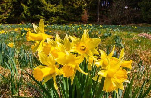 Sommerhaus am Nationalpark Eifel mit Sauna und Whirlpool - Foto 35