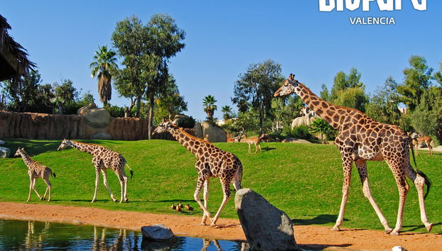 Bioparc Valencia - Foto 4