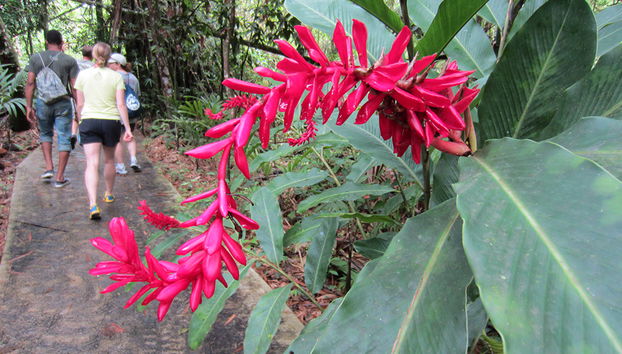 Caminata por la selva tropical - Foto 2