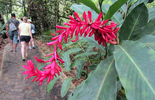 Caminata por la selva tropical - Foto 2