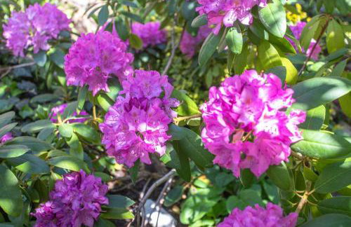 Ferienhaus Krohse - Foto 2