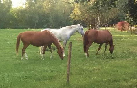 Ferienhaus Tiny Löwenzahn - Foto 21