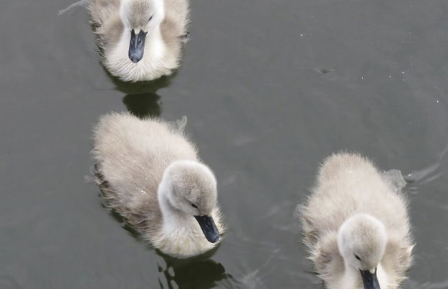 Houseboat Hotels - Foto 27