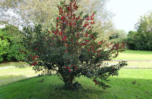 Puente Romano - Foto 40