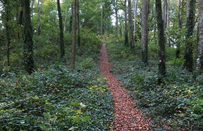 Primrose Cottage - Foto 19