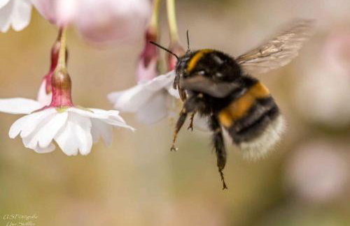 Ferienhaus Honey Bee - Foto 10