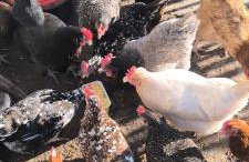 Landhof Lieg - Tierische Auszeit in unseren gemütlichen Ferienwohnungen - Foto 14