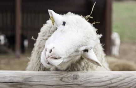 Spacious House with Private Pool Kitchen - Foto 12