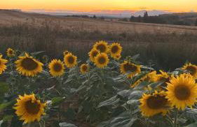 Casa: El Portalón de Valdivia - Foto 25