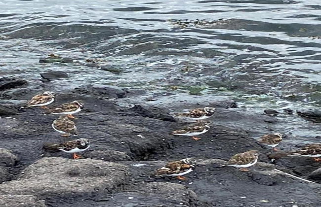 Zeeland Family Retreat - Foto 51