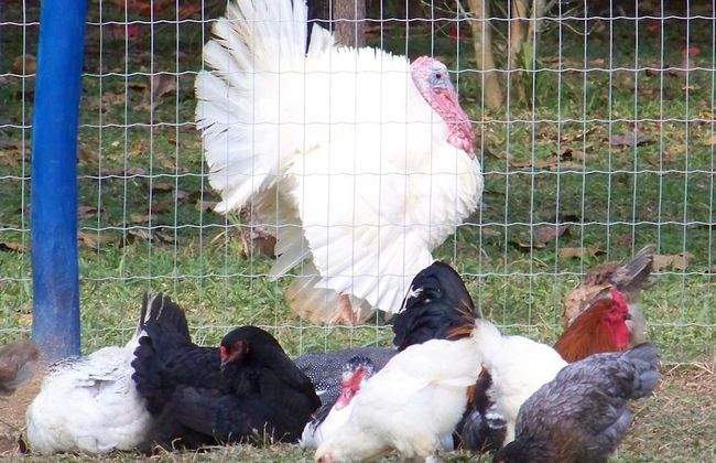 Pousada Fazenda Florença - Foto 34