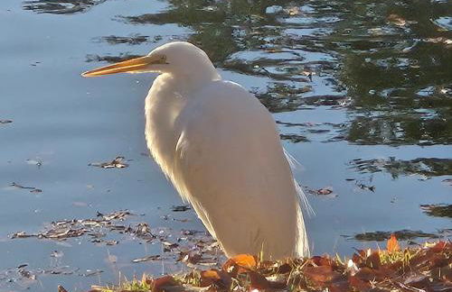 Private Master Suite for Solo Travelers and Pros - Foto 39