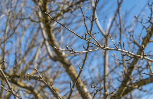 Ferienwohnung Rupertiwinkl - Foto 19