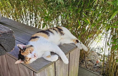 Hey Spreewald Ferienapartments - Foto 30