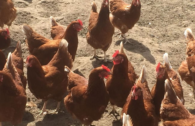 Dawn Chorus Holidays - Foto 45