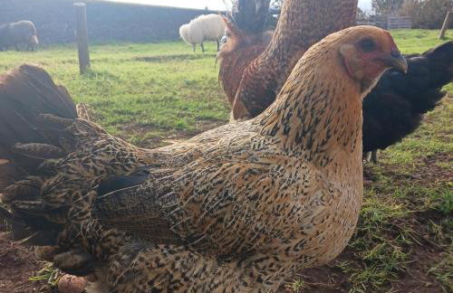 Achadas da Cruz Farm House - Foto 5