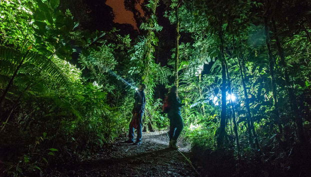 Explore the jungle by night