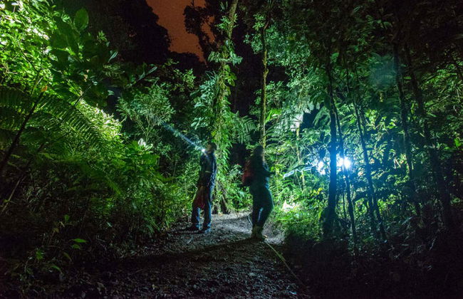 Senderismo nocturno por Tortuguero - Foto 2