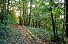 La Quercia e il Castagno Country & Relax - Foto 50