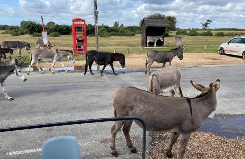 New Forest View - Foto 22