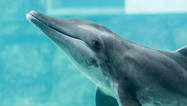 Acuario Clearwater Marine Aquarium - Foto 3