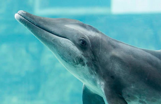 Acuario Clearwater Marine Aquarium - Foto 3