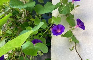 Logement hyper centre près du Port et prés salés - Foto 2