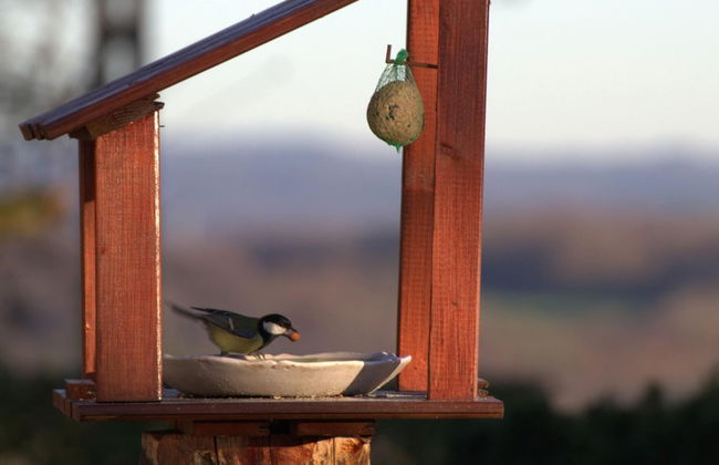 The Waltz of the Chickadees in Somme Leuze - Foto 34