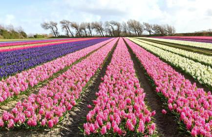 Charmante longère bigoudène - Photo 65