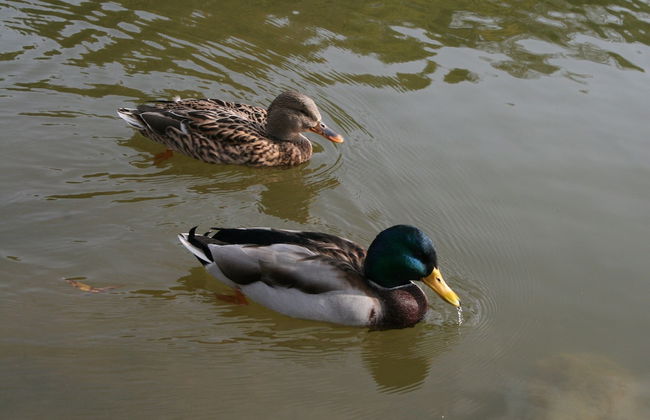 Hillesheim Romantic Escape - Foto 23