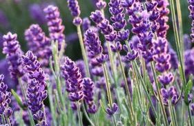 Belle villa avec piscine intérieure et piscine extérieure Gite Les Aiguiers - Foto 47