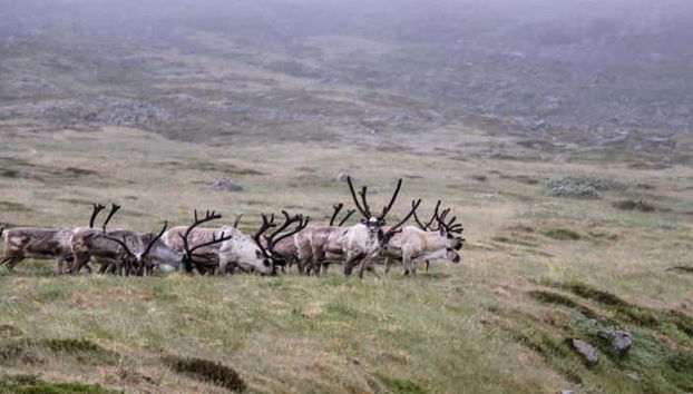 Exploration de la vallée à la recherche des rennes