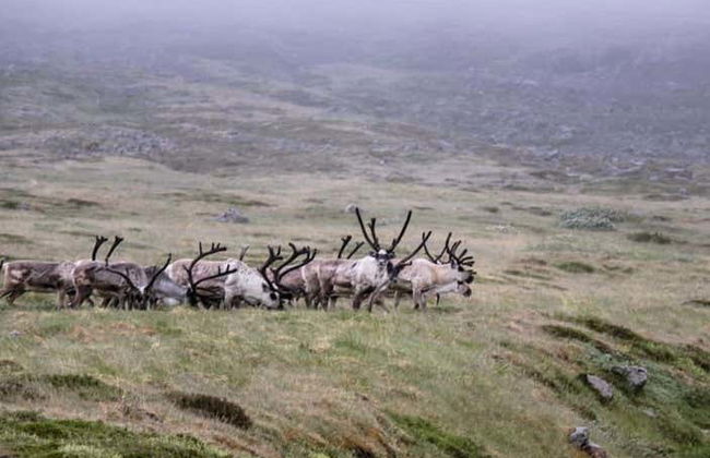 Breiðdalsvík Valley Reindeer Safari - Photo 1