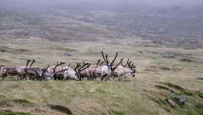 Breiðdalsvík Valley Reindeer Safari - Foto 1