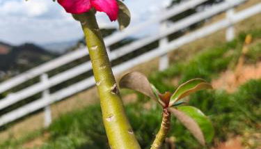 Elysium Araucária Tiny house - Foto 5