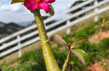 Elysium Araucária Tiny house - Foto 5