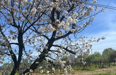 Appartement avec piscine au milieu des vignes - Foto 23