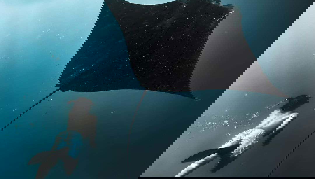 Snorkeling Manta Ray Tour - Foto 1