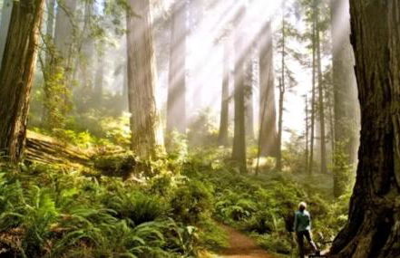 Surfside Beach House near Ancient Redwoods - Foto 14