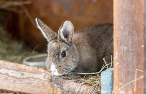 Ferienwohnung Am Schleifenbach - Foto 22